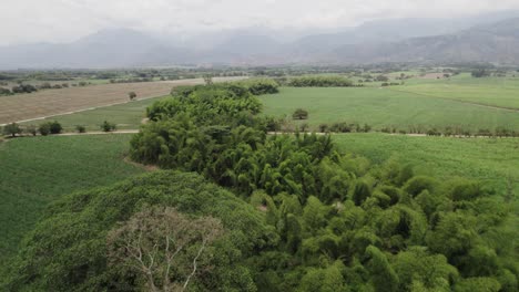 Los-árboles-Están-Densamente-Agrupados-Cerca-Del-Cultivo-De-Piña-En-Cali,-Colombia.