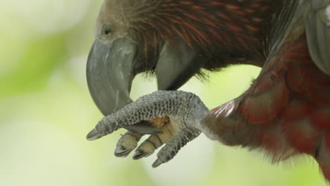 Kaka-Parrot-Eating-Food-In-The-Forest---Close-Up