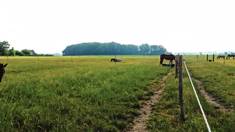 Brown-Horse-is-Rolling-in-the-Grass-on-the-Fold-in-Sweden,-Horses-are-Free
