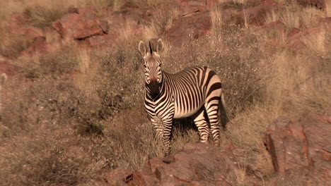 The-rare-and-endangered-Hartmann's-mountain-zebra-in-its-habitat-among-the-rocks