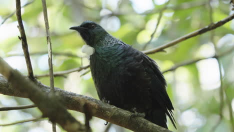 Tui-Bird-Perching-On-The-Tree-Branch-In-Wellington,-New-Zealand---Close-Up