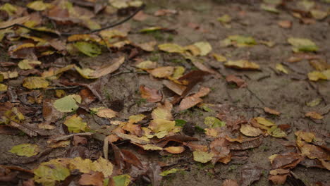 Herbstsaison,-Regnerische-Natur-Und-Blätter,-Im-Wald