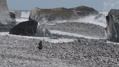 Austernfischer-An-Der-Felsigen-Küste-Der-Südinsel-In-Neuseeland-–-Weitwinkelaufnahme
