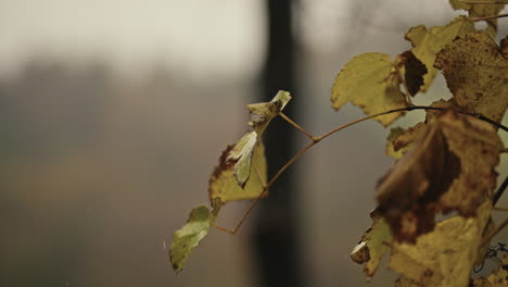 Herbstsaison,-Regnerische-Natur-Und-Blätter,-Im-Wald