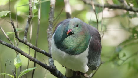 New-Zealand-Pigeon-Kereru-Resting-On-Tree-Branch---Close-Up