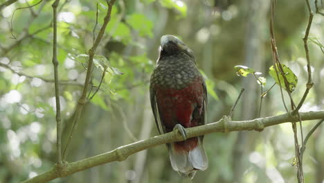 New-Zealand-Kaka-Parrot-On-The-Tree-Branch-In-The-Woodland-Of-Wellington,-New-Zealand