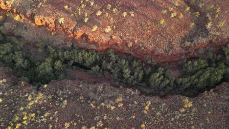 Luftaufnahme-Von-Oben-Nach-Unten-Von-Bäumen-In-Dales-George-In-Der-Trockenen-Wüstenlandschaft-Westaustraliens-Bei-Sonnenuntergang