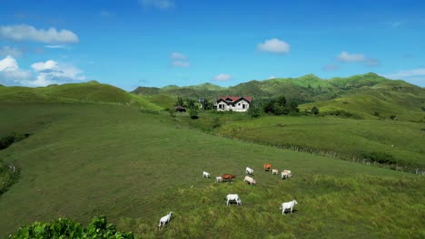House-in-green-remote-landscape-with-mountain-terrain-and-cattle-herd