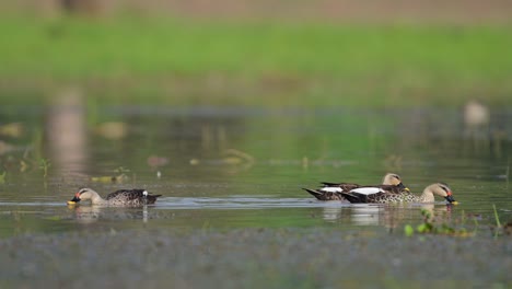 Flock-of-Indian-Spot-billed-Ducks-Feeding