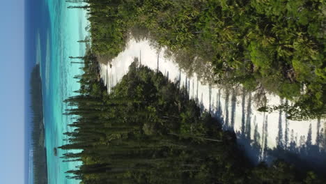 Channel-winds-through-columnar-pine-trees-on-Oro-Bay,-Isle-of-Pines