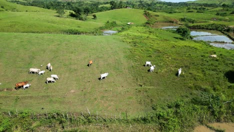 Cattle-herd-graze-in-green-grassland-corral-and-reveal-of-blue-sky,-Philippines