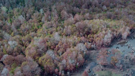 Luftaufnahme-über-Dichtem,-Dichtem-Wald-Neben-Toten-Seen-Während-Einer-Dürre-Im-Herbst