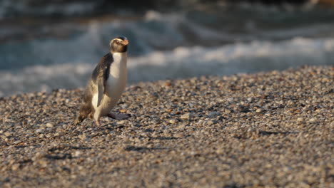 Fiordland-Penguin-Walking-In-The-Monro-Beach-After-Swimming-In-The-Ocean-In-Paringa,-New-Zealand