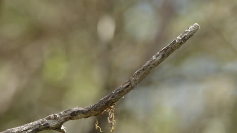 Willkommensschwalbenvogel,-Der-Auf-Dem-Zweig-Im-Wald-In-Neuseeland-Thront---Aus-Nächster-Nähe