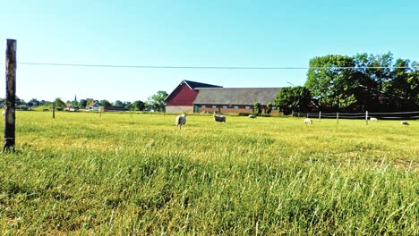 Sheep-on-a-FIeld-in-Sweden,-Beautiful-Summer-Days,-Sheep-Farming-Scandinavia