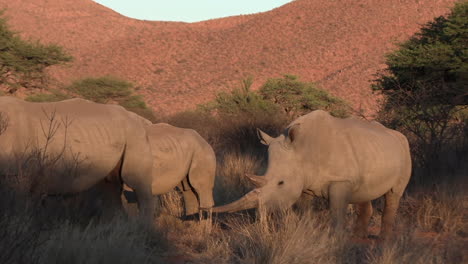 Rinoceronte-Blanco-Del-Sur-Con-Un-Enorme-Cuerno-En-Un-Paisaje-Seco-Y-Tupido