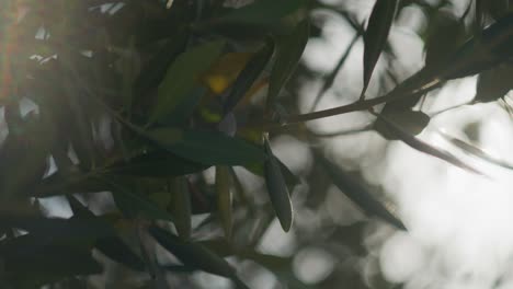close-slow-motion-shot-of-olive-tree-leaves-with-sun-light-flares