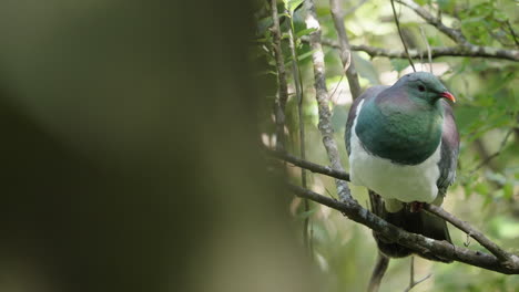 Kereru-Or-Wood-Pigeon-Perching-On-The-Tree-In-The-Forest---Close-Up