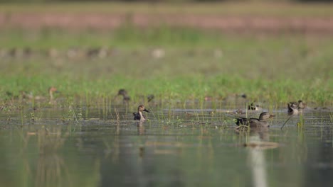 Flock-of-Ducks-Feeding-in-pond