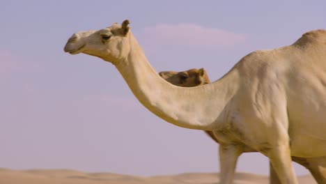 Una-Caravana-De-Camellos-Recorre-El-Desierto.