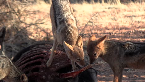 Scavenging-black-backed-jackal,-ripping-and-tearing-meat-from-an-antelope-carcass