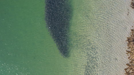 Aerial-footage-of-school-of-fish-swimming-along-the-shore-with-clear-ocean-waters,-drone-shot