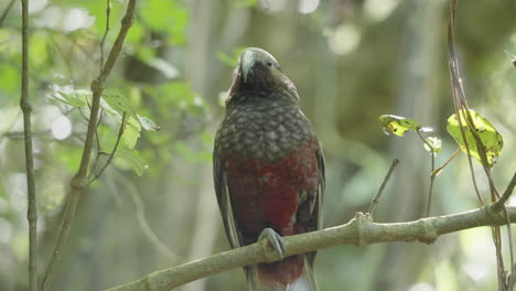 New-Zealand-Kaka-Parrot-On-Tree-Branch---Close-Up