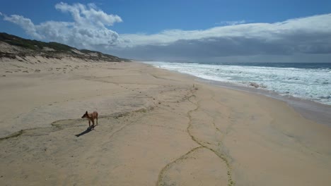 Dingo-Dog-Looking-Around-At-Mungo-Beach-In-New-South-Wales,-Australia