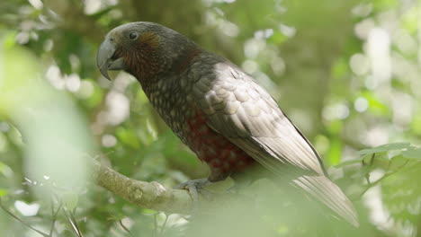 Kaka-Bird-Perching-And-Flying-Away-In-The-Forest---Close-Up