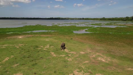 Ein-Einsamer-Elefant-Vor-Einem-Wunderschönen-See-In-Sri-Lanka