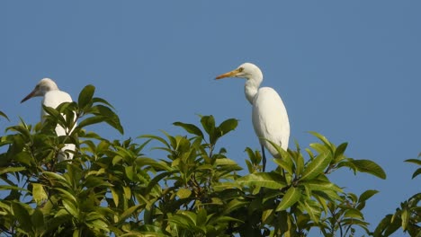 Heron-relaxing-on-tree-