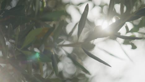 Nahaufnahme-Von-Olivenbaumblättern-Mit-Sonnenlicht-In-Zeitlupe