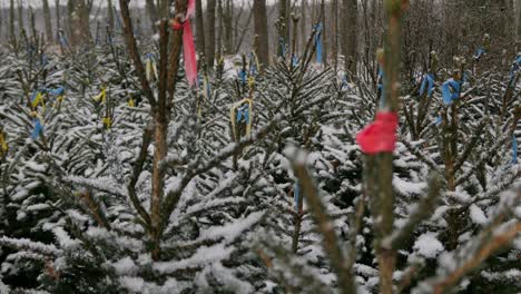 Snow-covered-Christmas-trees-tagged-on-a-tree-farm-at-Xmas-time