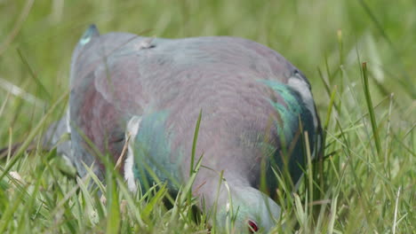 Close-Up-Of-Kereru-Pigeon-On-Green-Grass