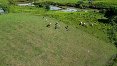 Aerial-view-of-colorful-cattle-herd-graze-on-green-farmland,-Philippines
