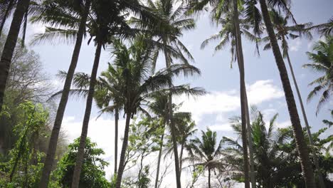 Blick-Auf-Die-Palmenplantage-In-Bali,-Indonesien