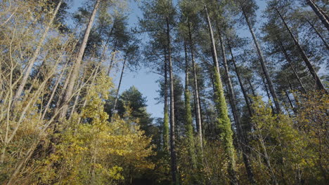Low-shot-of-tall-pine-trees-in-forest-against-blue-sky