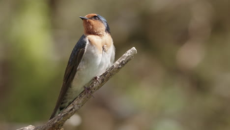 Close-Up-Of-Welcome-Swallow-Bird-Perching-And-Flying-Away