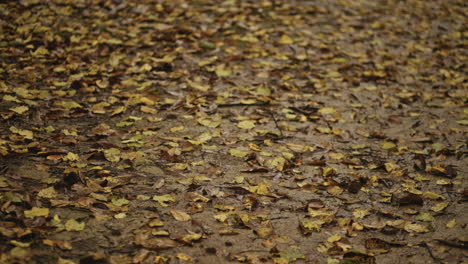 autumn-season,-rainy-nature-and-leaves,-in-the-forest