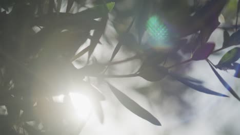 Nahaufnahme-Von-Olivenbaumblättern-Mit-Sonnenlicht-In-Zeitlupe