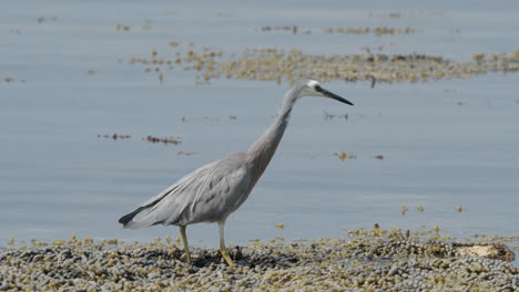 White-faced-Heron-Standing-By-The-Lake-In-Kaikoura,-New-Zealand---Close-Up