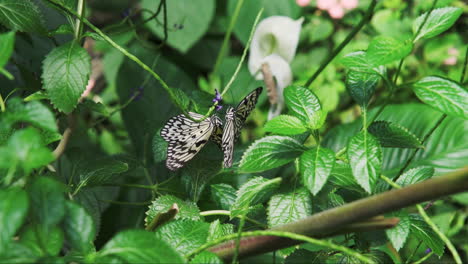 Nahaufnahme-Von-Drei-Schmetterlingen-Mit-Lebendigen-Flügelmustern,-Die-Nektar-Von-Einer-Violetten-Blume-Sammeln
