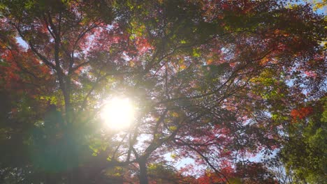 Beautiful-religious-concept-scenery-with-autumn-color-tree-and-sunrays