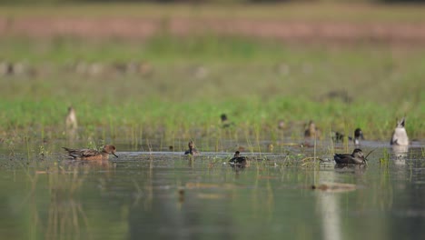 Flock-of-Ducks-Feeding-in-Morning