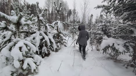 Rearview-follows-woman-walking-through-dense-snow-in-pine-tree-forest