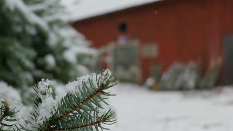 Christmas-tree-farm-in-countryside,-person-picking-Christmas-tree-in-background