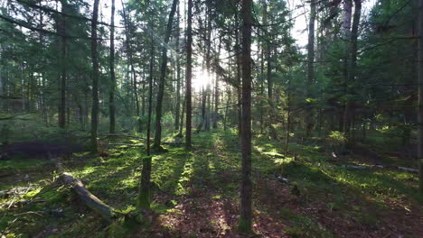 Ein-Sonnenuntergang-Im-Wald-Mit-Sonnenstrahlen,-Die-Durch-Den-Wald-Dringen