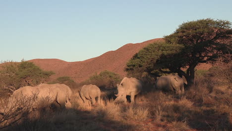 Weiße-Nashörner-Grasen-In-Der-Trockenen-Umgebung-Der-Kalahari