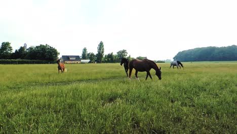 Free-Horses-on-Grass,-Brown-Horses-Running-on-Field-Beautiful-Summer's-Day