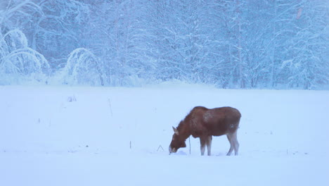 Nordic-moose-eats-frozen-grass-in-cold-snowy-arctic-winter-landscape,--30-C